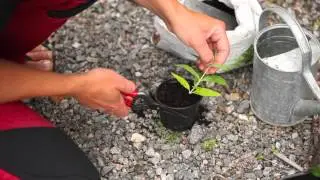 Sticklingar Tr&auml;dg&aring;rdens sommarsticklingar -odla egna plantor! Soft cuttings