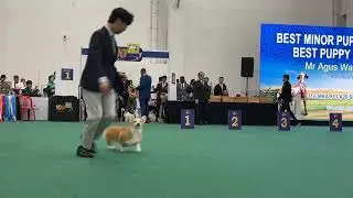 MKA Centenary Dog Show 2025 - Best in Show