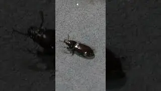 Why are bugs in Australia so big?! #shorts #australia #aussiethings #aussieanimals #bugsquad #bugs