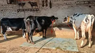 Ph,98881 06784 cow for sale 25litter to 30 litter topp calls cow#baffalo#automobile #farming#animals