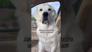 Things People Say About My White Golden Retriever