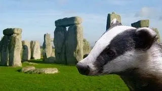 Stonehenge Secret Burial Site Discovered by Badger?!?