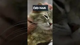 Cat fun fact! this is why they are liquid.#catsareliquid #catfact