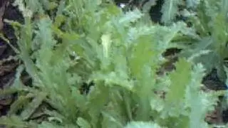 2/15/09 premature poppies (papaver somniferum) part 1