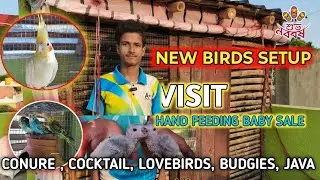 NEW BIRDS FARM VISIT . CONURE , COCKTAIL, LOVEBIRDS, BUDGIES, JAVA BREEDING PROGRESS & SALE #birds