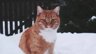 A Cat In Snow | [ Copyright Free Video ]