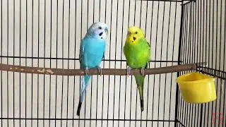 我が家のインコ　おーちゃんときーちゃん(179)　優しいインコ。
