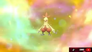 Torchic Evolves Into Combusken Pok&eacute;mon Violet The Indigo Disk DLC
