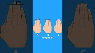 Why Does Finger Length Matter?