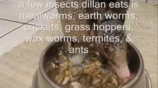 What do Nine Banded Armadillos Eat?