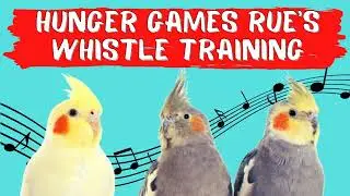 HUNGER GAMES RUE'S WHISTLE Whistling,  CockatielTraining, Cockatiel Sounds and Whistle