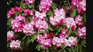 2010 千嬌百媚的杜鵑 The Charming Azalea & Rhododendron in Christchurch, NZ