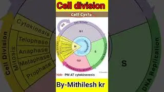 Cell biology || Cell Division || Cell Cycle || Amitosis, Mitosis (prophase) Class 11 biology