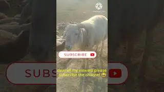 Best sheep breeds|Awassi sheep #shorts #ytshorts #trendingshorts