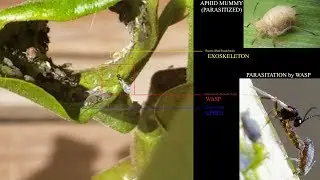 Aphidius Parasitizes Aphididae Part II 4-3-19