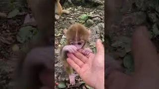 TRY TO STEAL CUTE BABY MONKEY 🐒 FROM MOTHER MONKEY #shorts