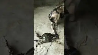 🐱 Cat vs 🦀 Crab👆😂😂#shorts#ytshorts#viralvideo#fact