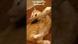 Pumpkin liking the Vacuum 🤣 | Funny Cat Videos