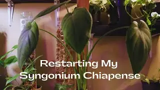 Restarting My Syngonium Chiapense