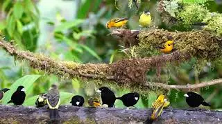 Tanager feeder at Mashpi Amagusa Reserve | WILD ECUADOR ADVENTURES