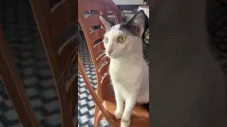 My cat thought 🤨😂 ! Billi ki funny video ! Cat videos ! Cats shorts ! Persian cat sound ! Cat