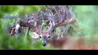 MVP Whitetail Hunts 2023