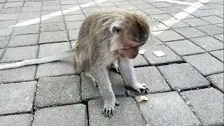 Monyet di Indomaret Sangeh