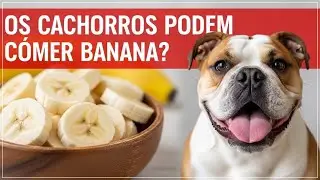 7 ALIMENTOS da sua MESA que s&atilde;o SAUD&Aacute;VEIS para o seu CACHORRO + Benef&iacute;cios e Dicas | Sa&uacute;de Canina