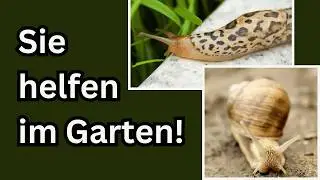 Nacktschnecken, Schnegel, Schnecken  -  Nützlinge erkennen und leben lassen