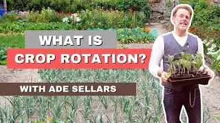 Ade Sellars' Simple Guide To Crop Rotation