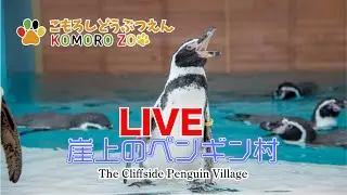 The Cliffside Penguin Village　崖上のペンギン村LIVE　1月28日②　小諸市動物園