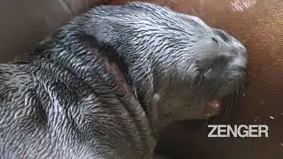 Adorable Newborn Sea Lion Pup Plays With His Mom