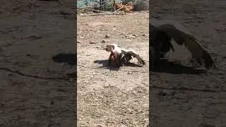 Mixed Martial Arts (Rooster vs. Duck) Final Fight!