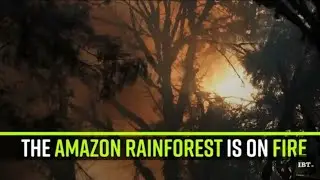 🙀😥😭AMAZON FOREST FIRE🔥 😭😥😭|| TIK TOK STAR||