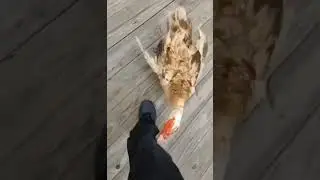 Duck Vs Human Moments #shorts #duck #animals
