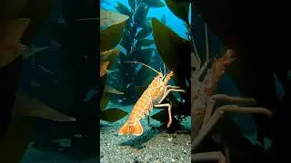 Epic Blue World:Starfish,Lobsters,Octopus,& Manta Ray.#Starfish#Lobster#Octopus#MantaRay#SeaAnimals