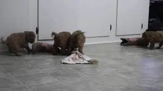 Щенки кавапу на продажу