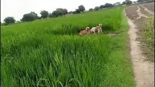 Village Dogs Doing with no One Expected  Amazing Moments