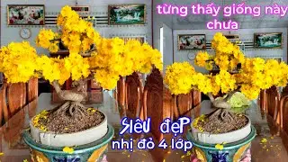 tất cả giống đẹp.sbbl.sbsg.đa phúc...vv.và nhiều loại cúc đã qua chọn lựa.đáng phải chơi