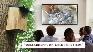 Умное наблюдение за птицами: подключите камеру Bird Box к Alexa и Google Home