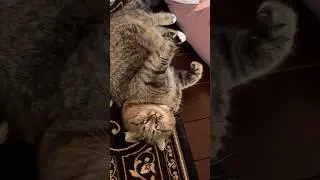 Вместе мы не случайно #cat #barsik #cute