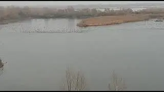 I CACCIATORI COLLABORANO IN MANIERA ATTIVA AI CENSIMENTI DEGLI UCCELLI ACQUATICI IN ITALIA