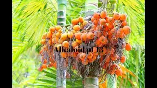 Biogenesis of tropane alkaloid