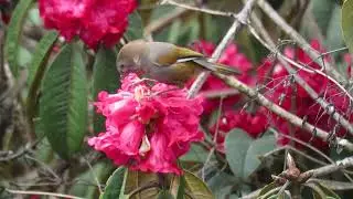 Northeast India Birding tours www.cbti.co.in