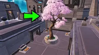 Visit cherry blossom tree displays