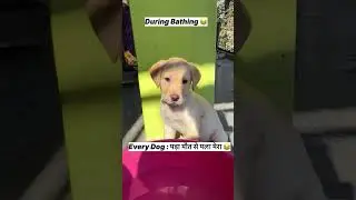 ## dog lover #doglover#shortsfeed #labra coco