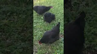 Free-Range Black Australorp #naturelovers #nature #chicken #birds #bird #chickenfarming #farming
