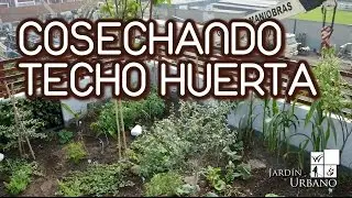 Cosechando en nuestro techo huerta - Techo Verde