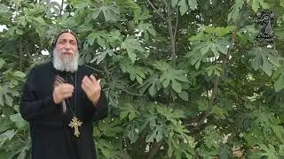 شجرة التين و الرياء ... نيافة الأنبا توماس