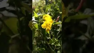 Yellow four o'clock flower ❤️. #nature #flowers #instrumental #naturalflowers #gardenflower
